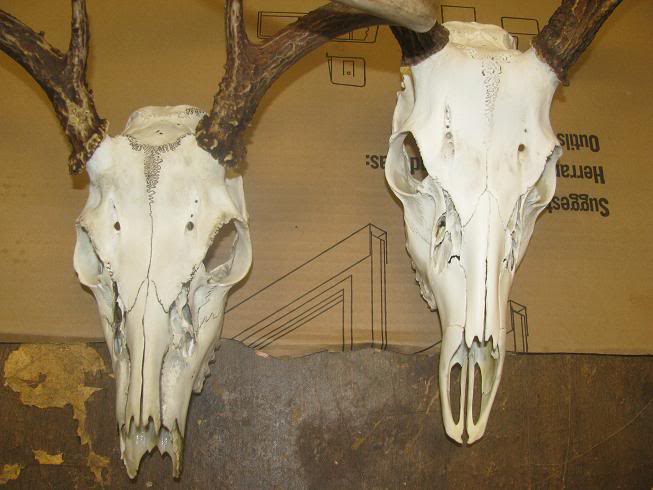 SkullWhiteningService